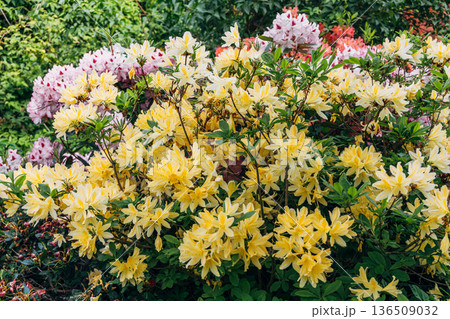 Bush of delicate yellow and pink flowers of azalea or Rhododendron plant in a sunny spring day 136509032