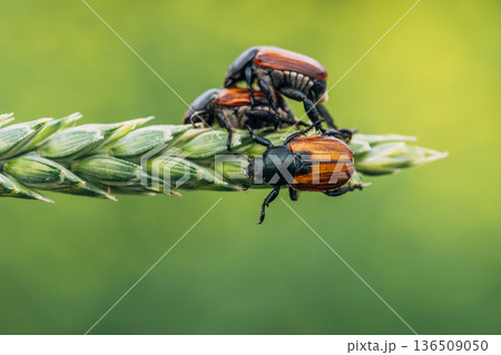 Beetle pest of grain crops, Kuzka, sits on a ripe ear of wheat Beetle pest of grain crops, Kuzka, sits on a ripe ear of wheat 136509050