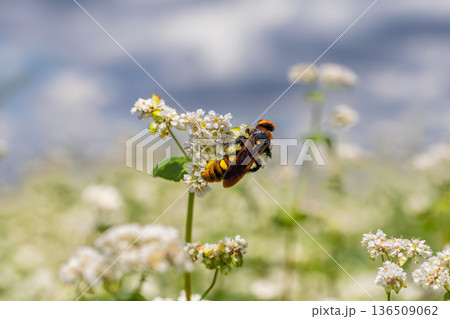 Closeup of large honey bee on a beckwheat plant Closeup of large honey bee on a beckwheat plant 136509062
