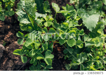 Creeping Oxalis wood sorrel (Oxalis corniculata) weed plant with yellow flowers 136509073