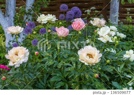 Herbaceous Peonies Pink Hawaiian Coral in flower Herbaceous Peonies Pink Hawaiian Coral in flower 136509077