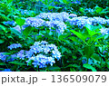 青い紫陽花 136509079