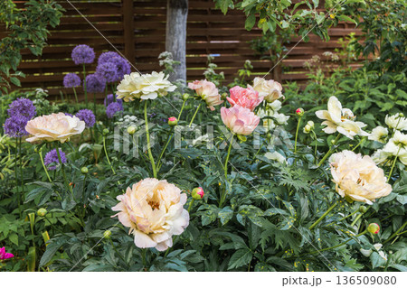 Herbaceous Peonies Pink Hawaiian Coral in flower Herbaceous Peonies Pink Hawaiian Coral in flower 136509080