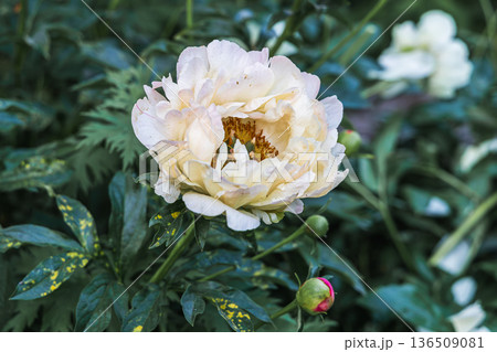 Herbaceous Peonies Pink Hawaiian Coral in flower Herbaceous Peonies Pink Hawaiian Coral in flower 136509081