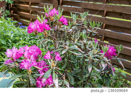 Rhododendron damaged by disease or burns in a spring garden Rhododendron damaged by disease or burns in a spring garden 136509084