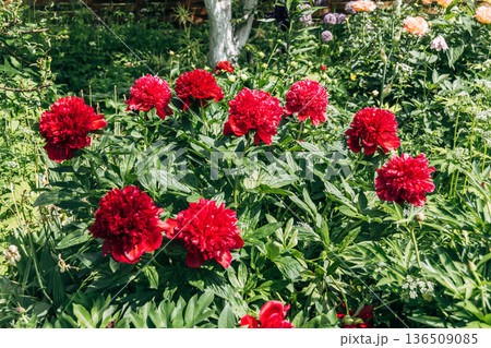 Paeonia, peony Red Charm blooms in the garden in summer 136509085