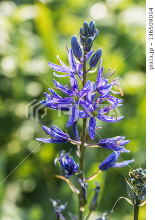 Camassia leichtlinii Caerulea flower in a garden 136509094