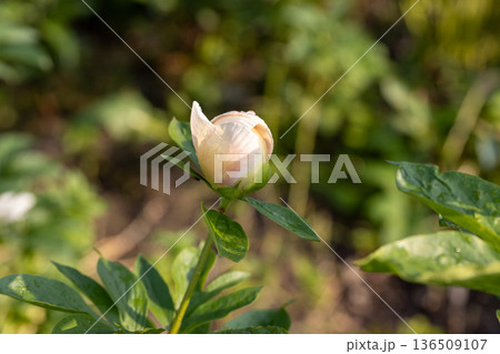 Blooming Quitzin peony in the garden Blooming Quitzin peony in the garden 136509107