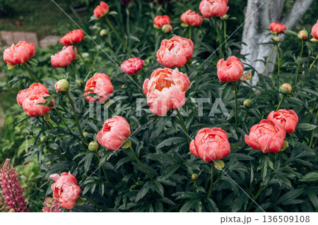 Herbaceous peony Coral charm in flowers garden 136509108