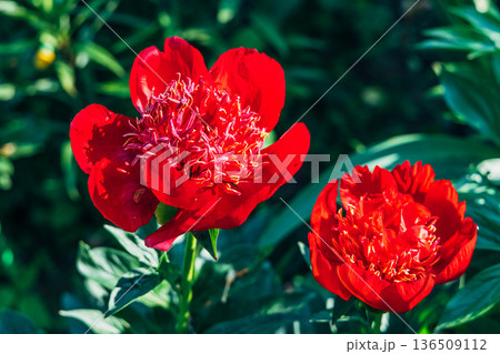 Herbaceous peony Walter Mains in flowers garden 136509112