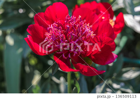 Herbaceous peony Walter Mains in flowers garden Herbaceous peony Walter Mains in flowers garden 136509113