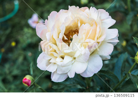Herbaceous Peonies Pink Hawaiian Coral in flower Herbaceous Peonies Pink Hawaiian Coral in flower 136509115