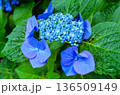 青い紫陽花 136509149