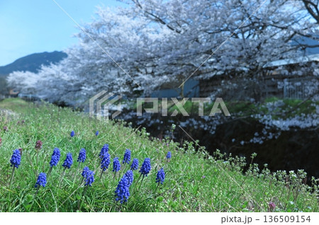 青紫色のムスカリが咲いている春の土手、背景に桜並木 青紫色のムスカリが咲いている春の土手、背景に桜並木 136509154
