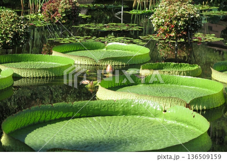 パラグアイオニバスの大きな葉（植物園の池） 136509159