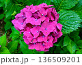 赤い紫陽花 136509201