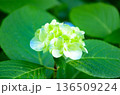 白い紫陽花 136509224