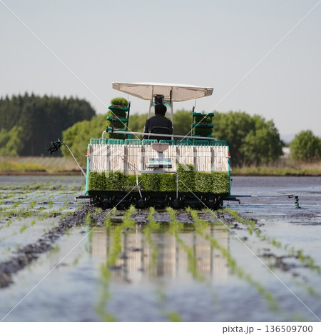 日本の食を支える。米農家の田植え風景 136509700