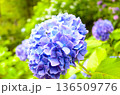 青い紫陽花 136509776