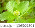紫陽花のつぼみ 136509801