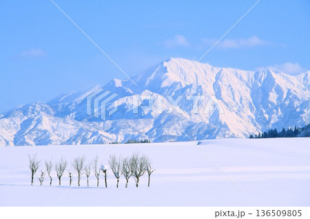 雪原のハサ木・越後三山冬景色 136509805