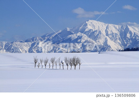 雪原のハサ木・越後三山冬景色 136509806