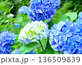 紫陽花 136509839