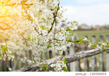 Spring Blossom by the Fence. Hello spring background. A close-up shot of a fruit tree branch covered in delicate white blossoms and fresh green leaves. Spring card Spring Blossom by the Fence. Hello spring background. A close-up shot of a fruit tree branch covered in delicate white blossoms and fresh green leaves. Spring card 136509854