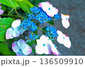 雨に濡れた紫陽花 136509910