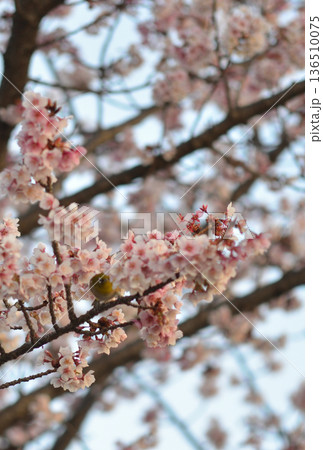 満開の早咲き桜 満開の早咲き桜 136510075