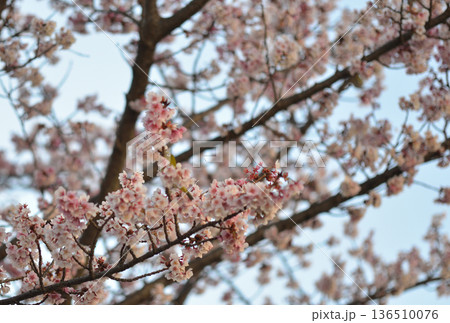 満開の早咲き桜 136510076