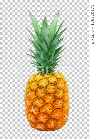 Pineapple illustration pineapple realistic Pineapple illustration pineapple realistic 136510171