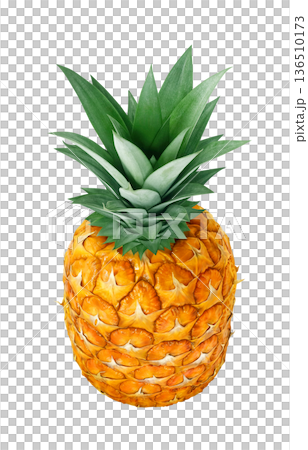 Pineapple illustration pineapple realistic 136510173