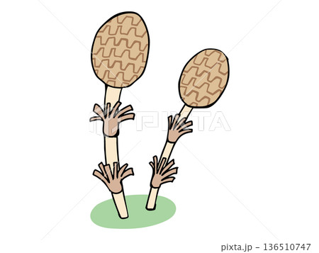 まるっこい つくし 136510747