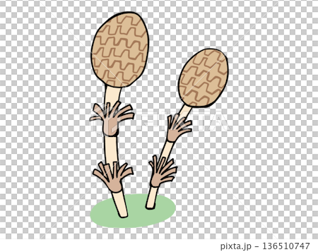 まるっこい つくし 136510747