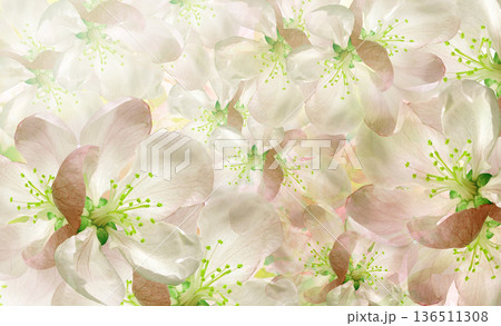 Floral spring background. Petals flowers. Close-up. Nature. 136511308