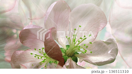 Roses flowers. Floral spring background. Close-up. Nature. Roses flowers. Floral spring background. Close-up. Nature. 136511310