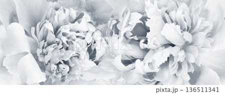 Peonies flowers. Floral background. Closeup. Nature. Peonies flowers. Floral background. Closeup. Nature. 136511341