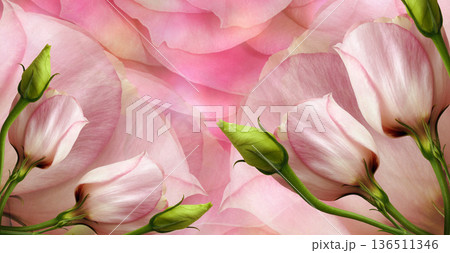 Roses flowers. Floral spring background. Close-up. Nature. 136511346