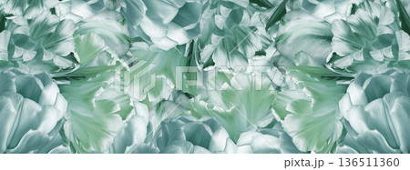 Tulips flowers and petals. Floral background. Close-up. Nature. Tulips flowers and petals. Floral background. Close-up. Nature. 136511360