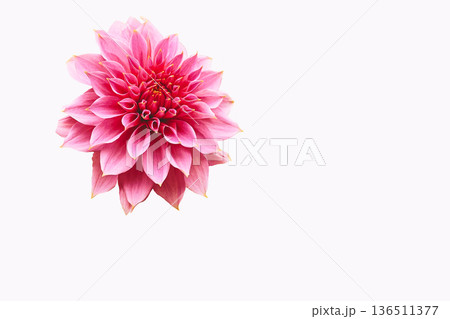 Pink Dahlia flower head isolated on white Pink Dahlia flower head isolated on white 136511377