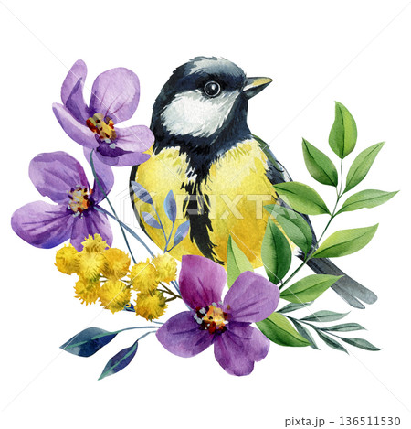 Great tit bird with purple flowers and mimosa watercolor illustration isolated on white spring floral botanical clipart Great tit bird with purple flowers and mimosa watercolor illustration isolated on white spring floral botanical clipart 136511530