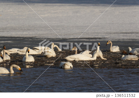 北海道の冬の畑の白鳥 北海道の冬の畑の白鳥 136511532