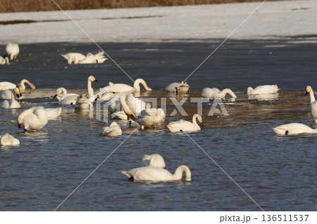 北海道の冬の畑の白鳥 北海道の冬の畑の白鳥 136511537