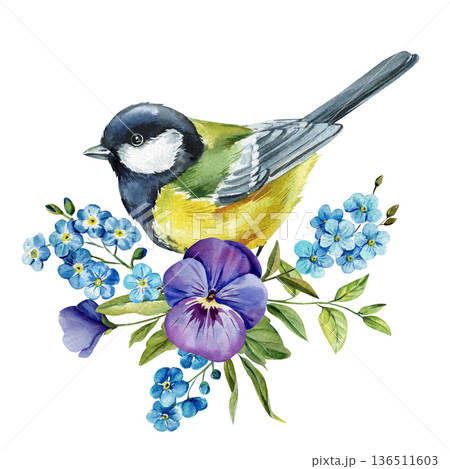 Great tit bird with pansy and forget me not flowers watercolor illustration isolated on white spring wildflower clipart Great tit bird with pansy and forget me not flowers watercolor illustration isolated on white spring wildflower clipart 136511603