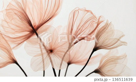 Delicate translucent flowers in soft peach and blush tones against a bright white background 136511639