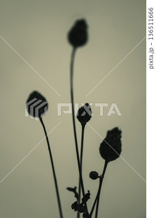 Dried Wildflower Silhouettes in Warm Minimal Light 136511666