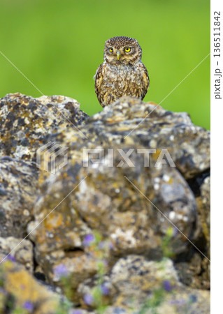 Little Owl, Spain 136511842