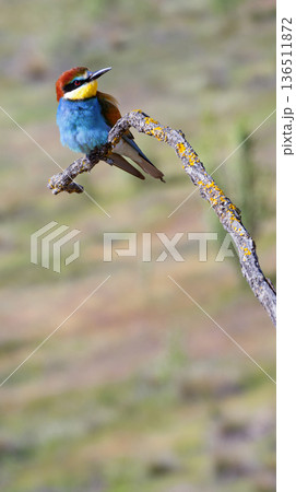 Bee-eater, Spain Bee-eater, Spain 136511872