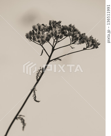 Winter Quiet Lace Winter Quiet Lace 136511991